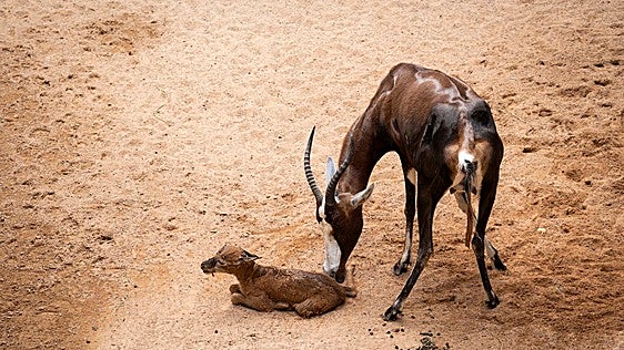 Visitantes de Bioparc Valencia viven el nacimiento de un singular antílope