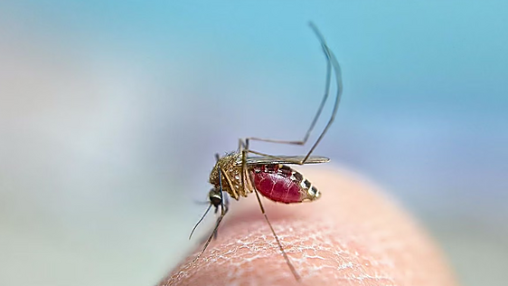 Extremadura suma un segundo fallecido por el virus del Nilo