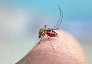 Extremadura suma un segundo fallecido por el virus del Nilo