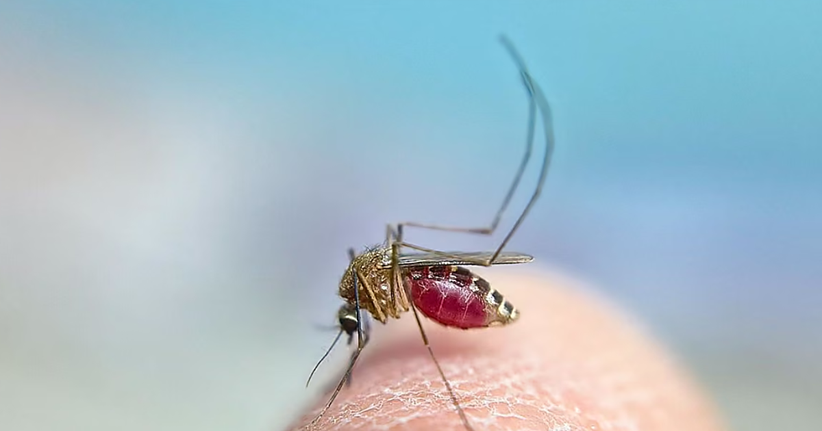 Extremadura suma un segundo fallecido por el virus del Nilo