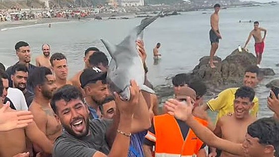 Polémica en Ceuta por un vídeo en el que varios inmigrantes capturan y matan a golpes a una cría de delfín