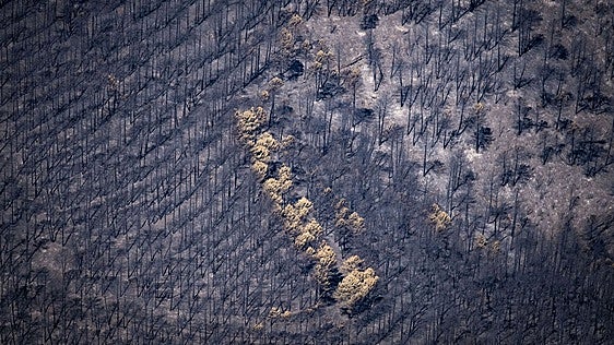 Extinguido 51 días después el incendio de La Mierla tras arrasar 35.000 hectáreas