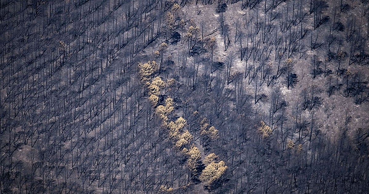 Extinguido 51 días después el incendio de La Mierla tras arrasar 35.000 hectáreas
