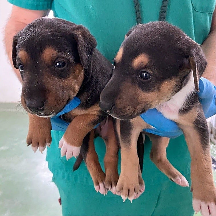 Córdoba reduce el abandono de animales, pero 840 mascotas han llegado al centro municipal hasta agosto