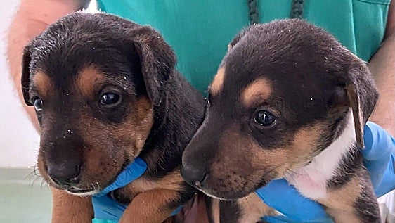 Córdoba reduce el abandono de animales, pero 840 mascotas han llegado al centro municipal hasta agosto