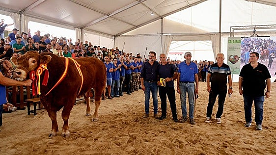 Así es 'Valiente', el toro por el que se han pagado 30.200 euros en Salamanca
