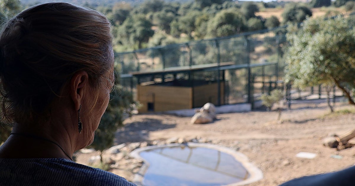La Diputación cambia a última hora la procedencia de los linces del Borril: ahora llegarán desde Extremadura