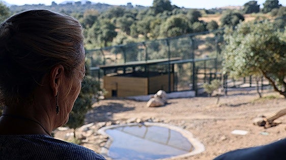 La Diputación cambia a última hora la procedencia de los linces del Borril: ahora llegarán desde Extremadura