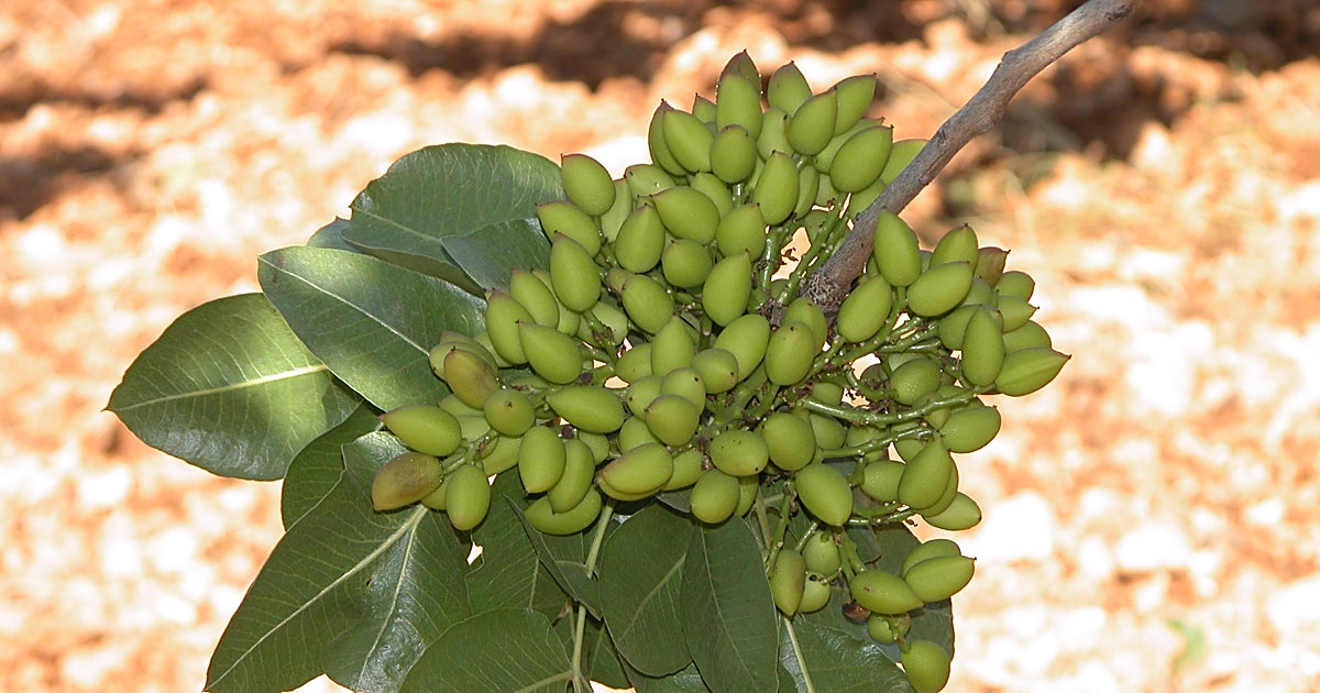 El sector del pistacho contará a partir del martes con un servicio de identificación varietal