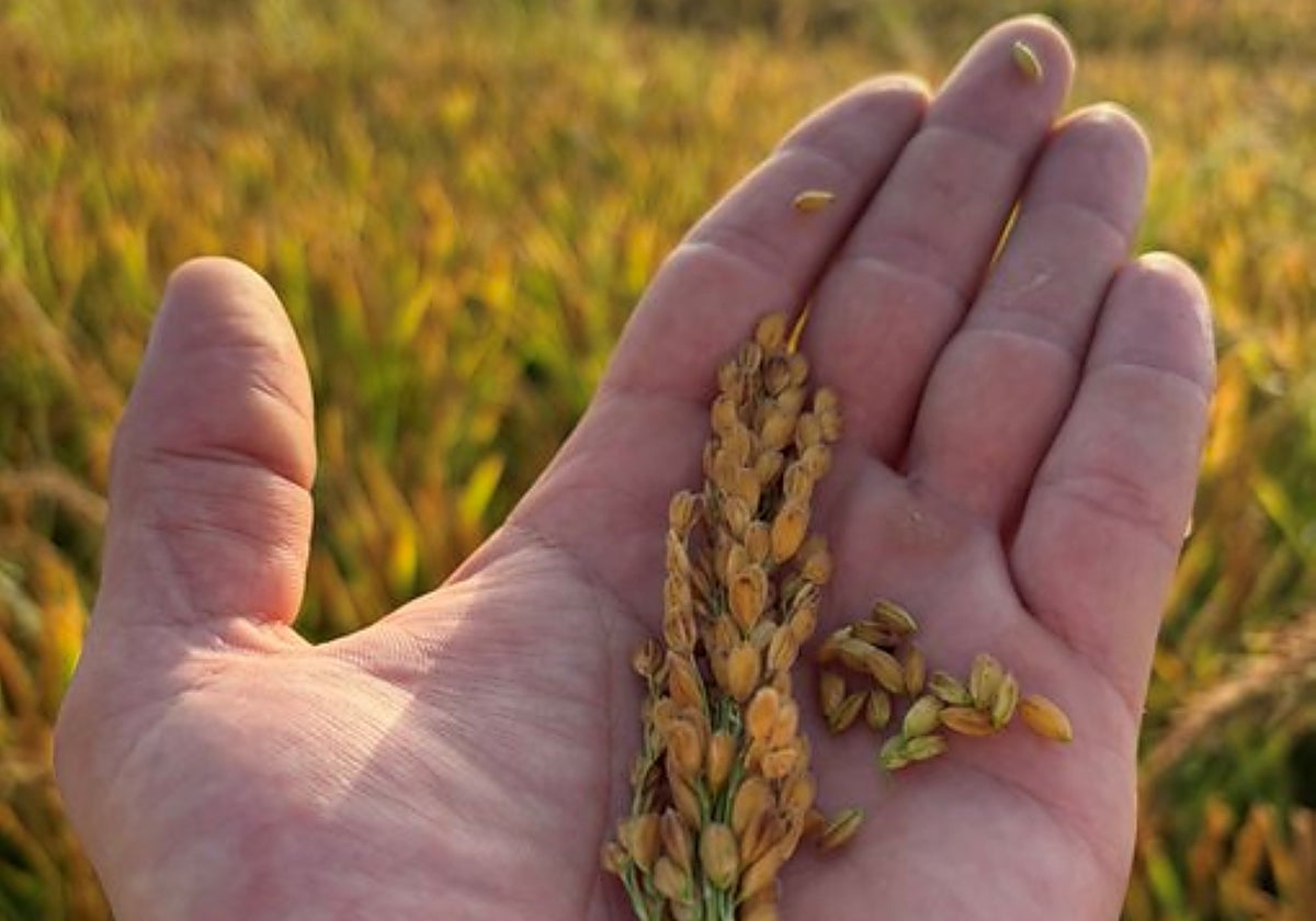 La Comunidad Valenciana exige al Gobierno medidas urgentes contra la importación de arroz asiático