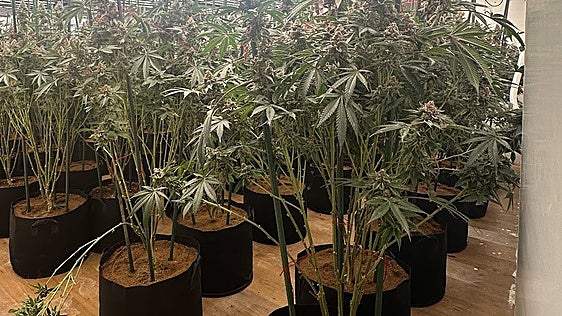 Descubren un cultivo con 262 plantas de marihuana por restos de poda en la calle