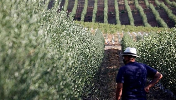 Precios a la baja del aceite de oliva en Córdoba por la entrada de producciones desde Túnez
