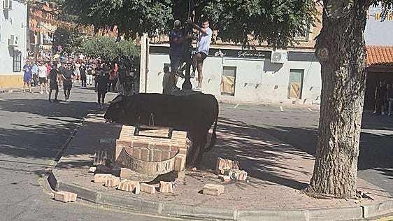 Un toro derriba una fuente de ladrillo en el encierro de Casarrubios del Monte