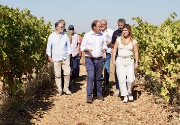 La Junta amenaza con sanciones «cuantiosas» si se compra uva en Rueda por debajo de los costes de producción