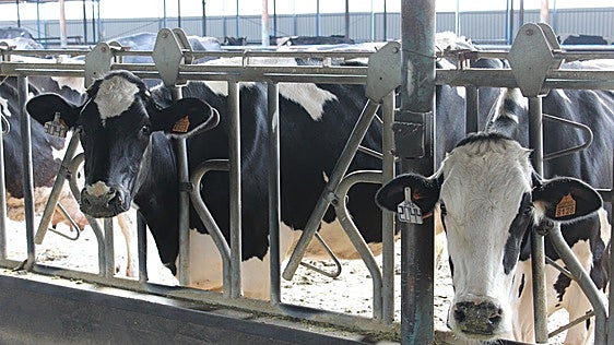 Los ganaderos de bovino de leche de Los Pedroches, ante una nueva enfermedad que amenaza su producción