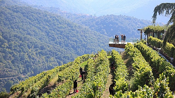 Outono Gastronómico en Lugo: cinco experiencias entre la Ribeira Sacra y la montaña