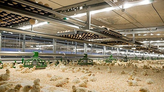 Un nuevo foco eleva a 1,85 millones las aves afectadas por la enfermedad de Newcastle en Castilla y León