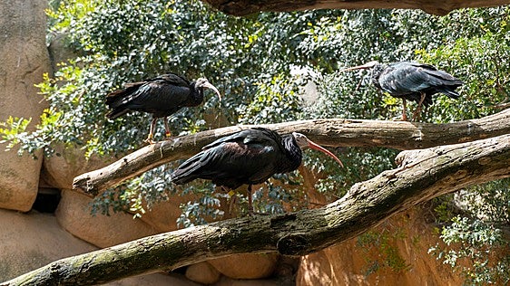 Bioparc Valencia refuerza su participación para «salvar» a un ave extinta en Europa