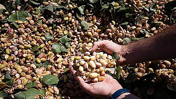 Asaja pide seguridad jurídica en los contratos del pistacho y garantías en los plazos de pago