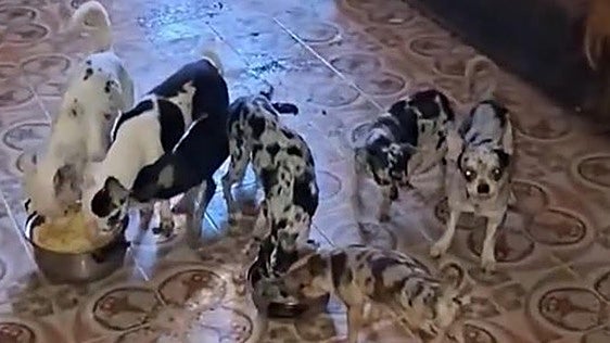 La Policía Municipal de Madrid rescata 48 perros chihuahua y ocho gatos de una casa en condiciones insalubres