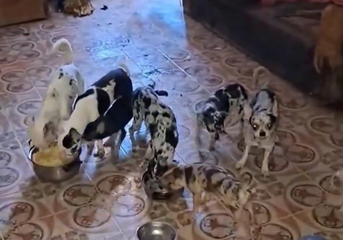 La Policía Municipal de Madrid rescata 48 perros chihuahua y ocho gatos de una casa en condiciones insalubres