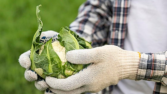 Marc, agricultor de 24 años: «A los 19 invertí los ahorros que había conseguido como jugador profesional de pilota valenciana y me compré dos campos»