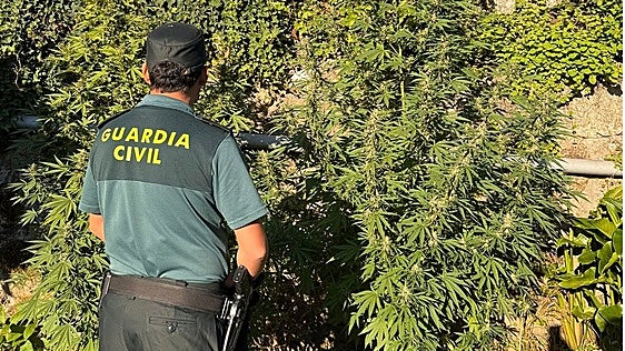 La Guardia Civil localiza cinco plantaciones de marihuana en tres municipios de Pontevedra