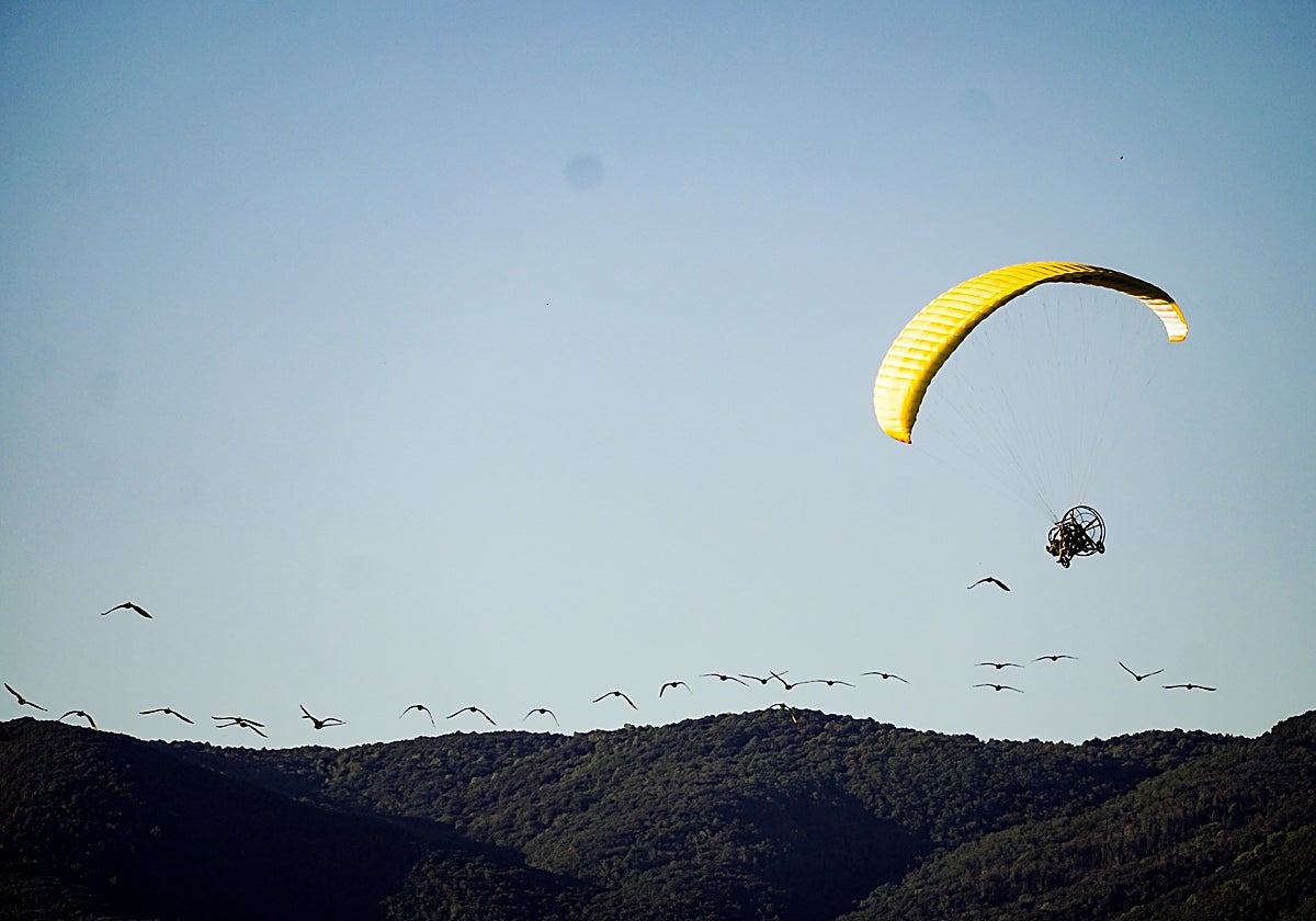 El milagro de La Janda: las 15 aves guiadas por humanos en ultraligero que aterrizan este octubre en Cádiz