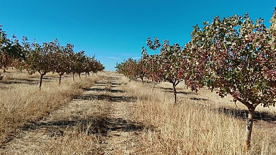 La fiebre del 'oro verde' se expande por Castilla y León