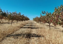 Plantación de árboles de pistacho en Villafuerte de Esgueva (Valladolid)