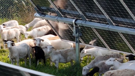 ¿Y si las ovejas y las placas solares pudieran ayudarse mutuamente?