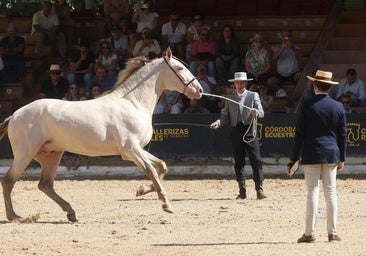 Cabalcor concentra en Córdoba a la élite mundial del caballo PRE con 45 ganaderías y 88 ejemplares