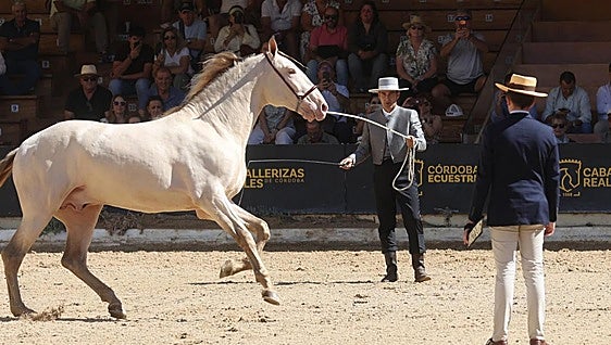 Cabalcor concentra en Córdoba a la élite mundial del caballo PRE con 45 ganaderías y 88 ejemplares