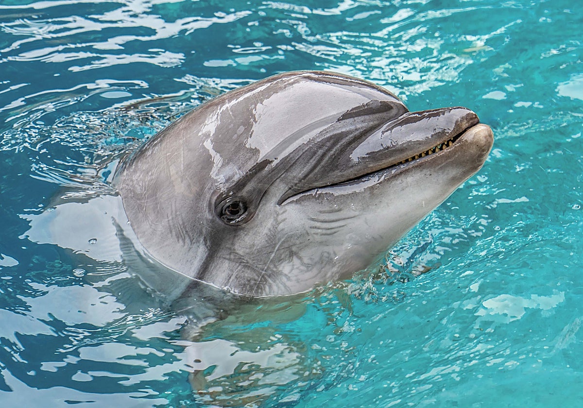 Muere la delfina Echo en el Oceanogràfic de Valencia, rescatada de Canadá