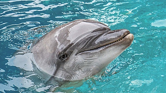 Muere Echo, uno de los cuatro delfines  del Ocenogràfic de Valencia rescatados en Canadá