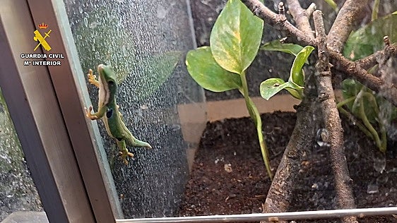 Uno de los reptiles hallados durante los registros.