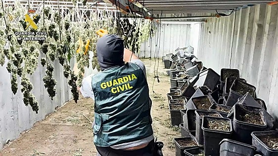La Guadia Civil desmantela una granja de marihuana en Granada al estilo de la película 'The Gentlemen'