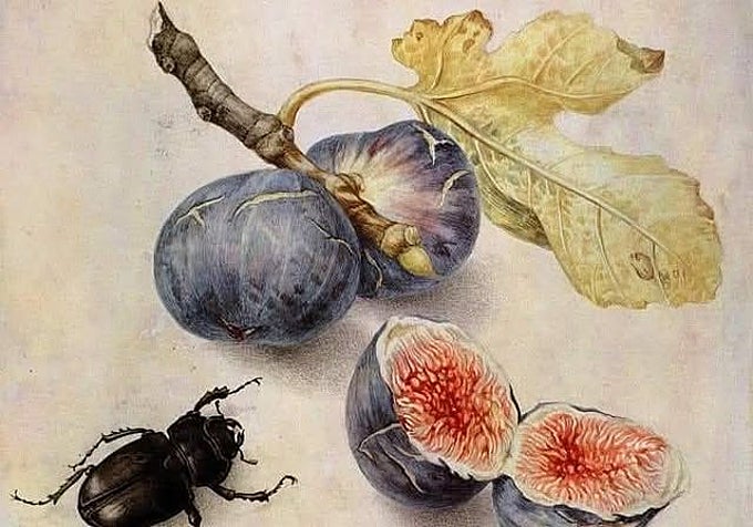 Escarabajo con higos. Giovanna Garzoni. Galleria Palatina en el Palazzo Pitti. Florencia.