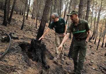 Raíces, toconas y el interior de árboles quemados, el refugio del incendio de Burgohondo en dos meses