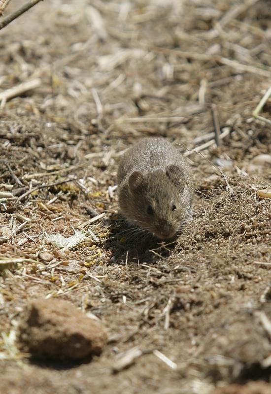 Castilla y León activa la prevención ante el riesgo del «incremento» de topillos