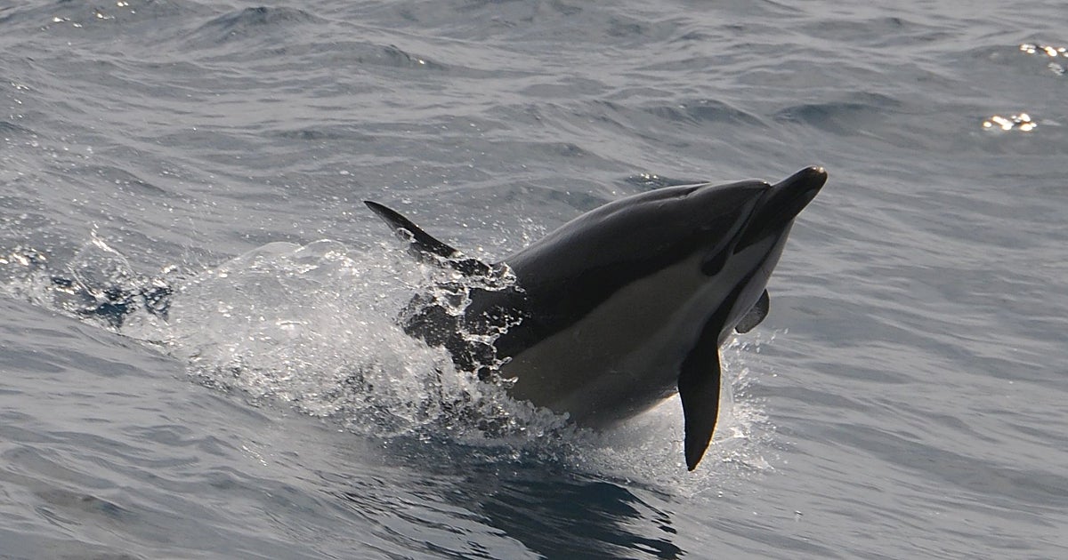 Cuando en Pontevedra se  toreaban  delfines
