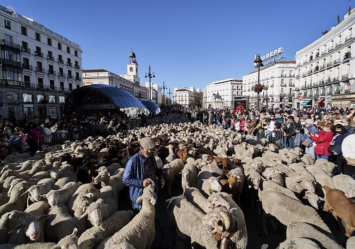 La acampada de Sol trasladará la Fiesta de la Trashumancia a la Plaza Mayor
