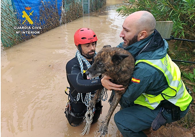 Imagen de un rescate de un perro por parte de agentes de la Guardia Civil