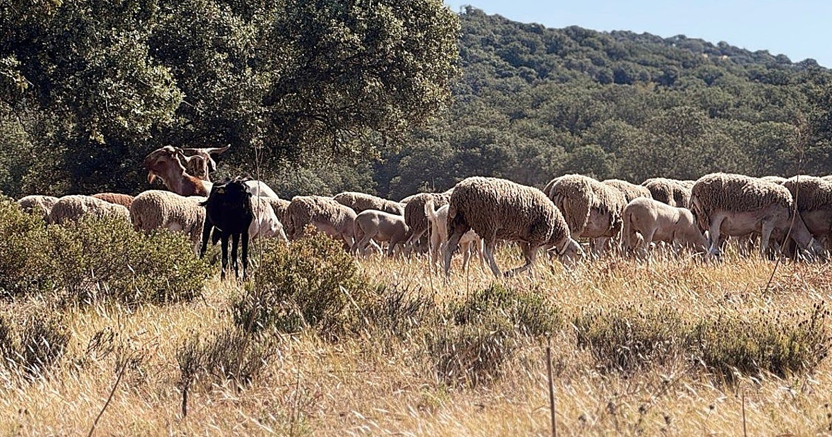 Agricultura vigila el virus Shamonda en Toledo tras morir una persona en Francia