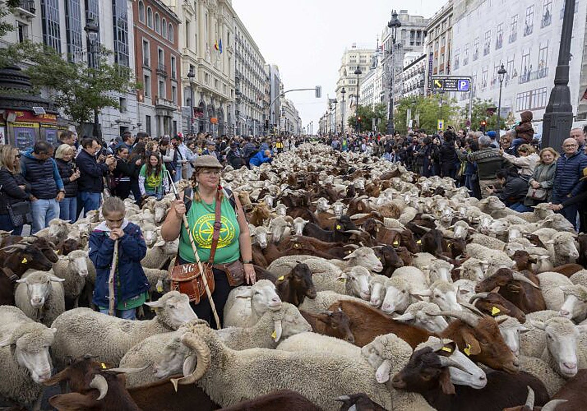 Las 1.400 ovejas y cabras de la Fiesta de la Trashumancia cambian su recorrido de Sol a la Plaza de la Villa