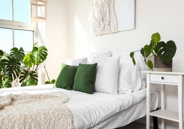 Plantas tóxicas en casa, cuáles son y cómo evitarlas