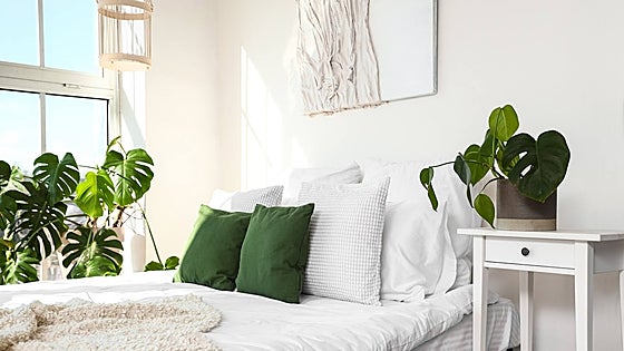 Plantas tóxicas en casa, cuáles son y cómo evitarlas
