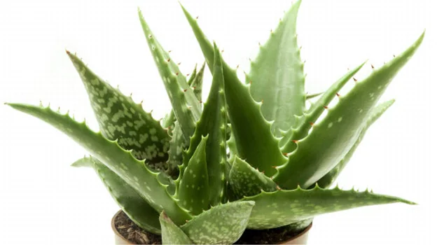 Aloe vera