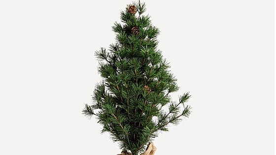 Ocho árboles de Navidad de estilos muy diferentes