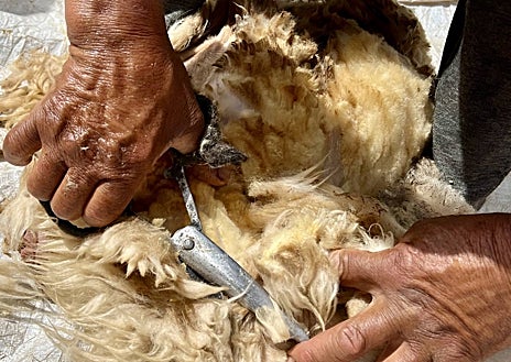 Imagen secundaria 1 - El tinte se hace con henna. La esquila y el cardado, también son manuales.